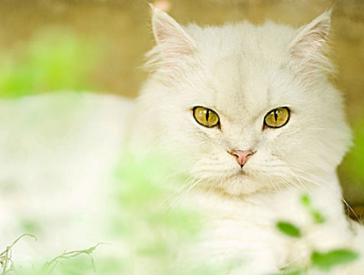 泰国草药膏对猫有影响吗