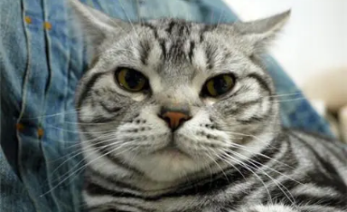 猫咪几个月大的时候发腮,要注意些什么呢 猫咪几个月大的时候发腮,要注意些什么呢