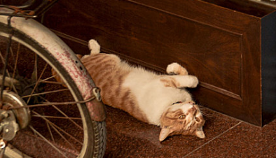 猫有猫藓怎么治好