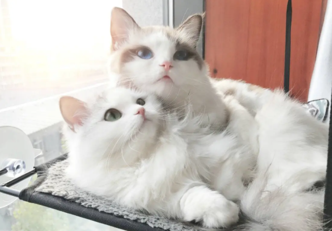 猫怀孕多长时间啊