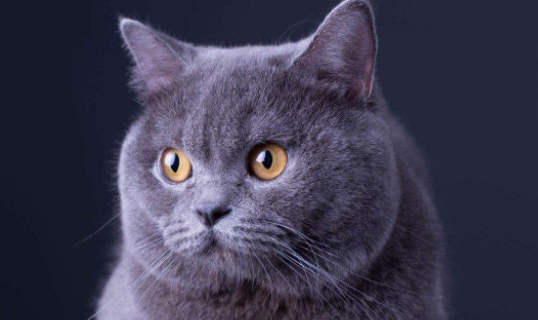 蓝毛猫是什么品种？这篇文章告诉你