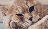 小猫眼睛化脓了怎么办