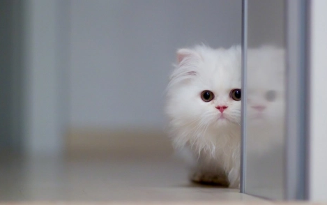 猫咪软便？不妨试试Nulo猫粮