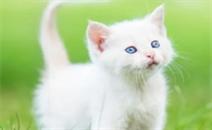 猫生完多久才下奶