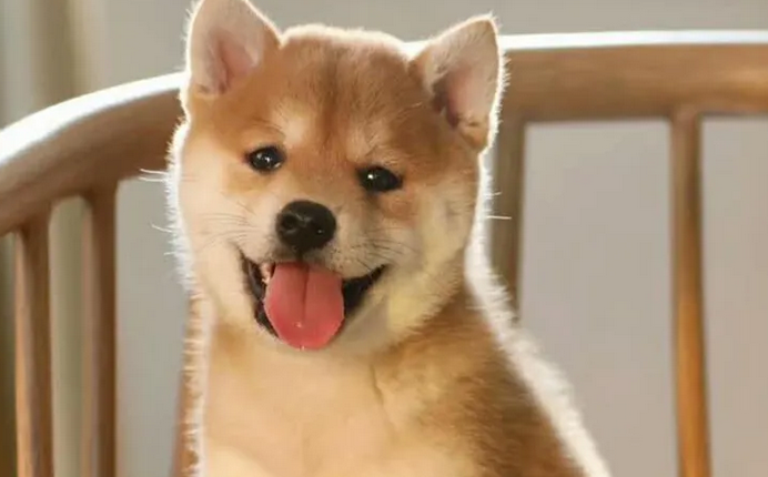 带你解密柴犬到底是不是日本的土狗? 带你解密柴犬到底是不是日本的土狗?