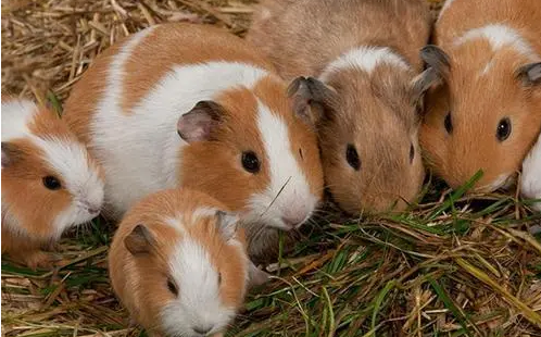 豚鼠和仓鼠的区别,你真的知道吗?