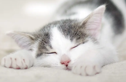 怎么清除家里的猫毛?一文告知你! 怎么清除家里的猫毛?一文告知你!