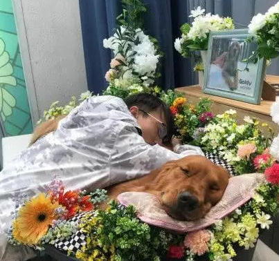 2岁金毛宝宝突然身亡,主人哭泣:下辈子我们再做家人! 2岁金毛宝宝突然身亡,主人哭泣:下辈子我们再做家人!