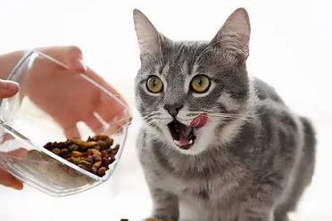 猫咪胸口上有软软的包怎么回事