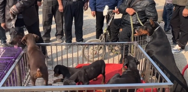 大叔带着数万买的杜宾到狗市炫耀,网友:血统不明,500就不错了 大叔带着数万买的杜宾到狗市炫耀,网友:血统不明,500就不错了