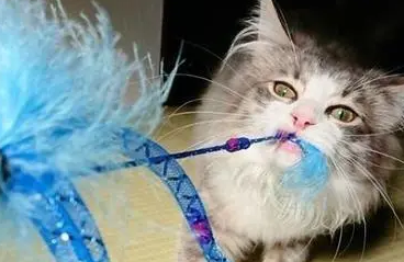 猫被跳蚤咬了擦什么药好得快