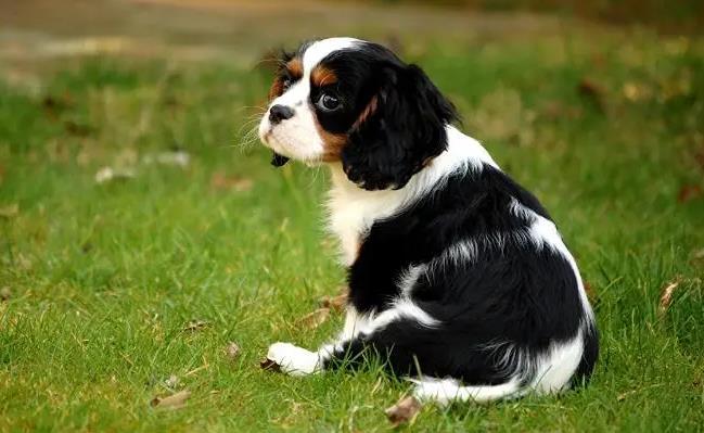 查理王小猎犬为什么贵