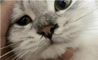 猫咪呼吸有鼻涕声是怎么了