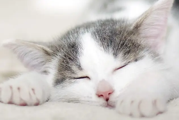 如何让小奶猫亲近自己？感兴趣的来瞧瞧！
