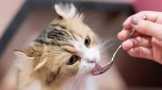 猫没有猫粮吃什么