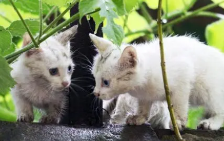 猫拉肚子会自愈吗