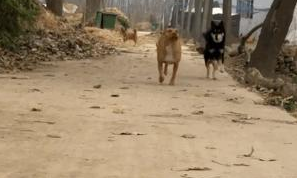 女孩子养比特犬,狗狗浑身肌肉,现实版美女与野兽? 女孩子养比特犬,狗狗浑身肌肉,现实版美女与野兽?