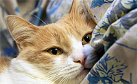 猫怀孕会有什么样的表现症状