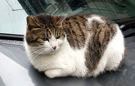 小猫刚满月怎么喂养比较好