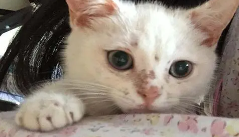 猫咪如何得猫藓病