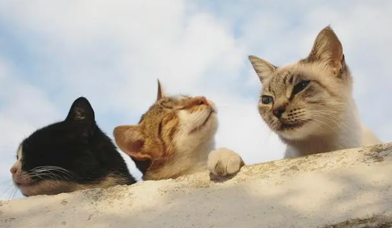 家养的猫为什么会有跳蚤啊