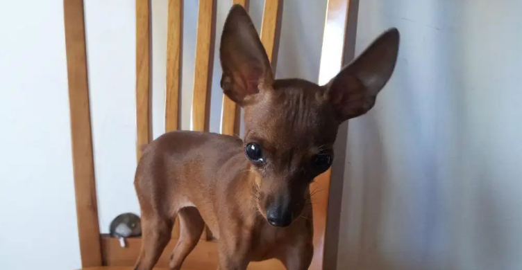 小鹿犬怎么训练？主人要注意这几点