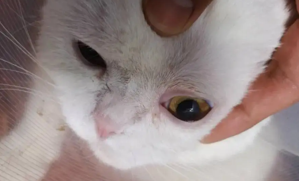 猫咪眼角红红的怎么回事?它需要你的帮助 猫咪眼角红红的怎么回事?它需要你的帮助