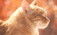 猫咪有骨头吗