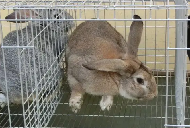 今日带你解答:青紫蓝兔能长多大? 今日带你解答:青紫蓝兔能长多大?