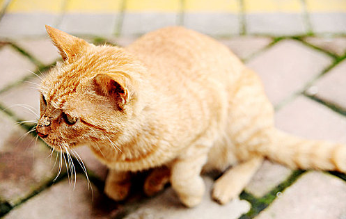 猫咪耳朵后面的毛秃了怎么回事 猫咪耳朵后面的毛秃了怎么回事