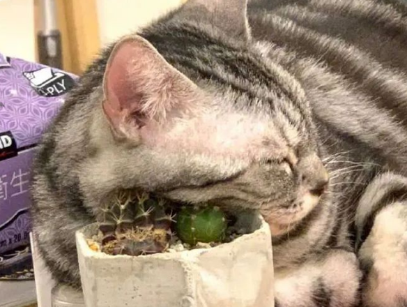 猫：听说你在外面到处造谣说我死了??