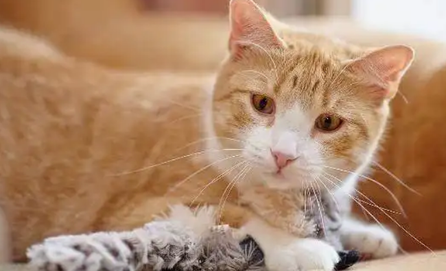 猫咪为什么突然疏远主人?可能是这几种情况 猫咪为什么突然疏远主人?可能是这几种情况