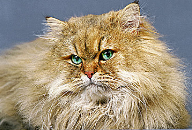 小猫多大才可以吃猫粮
