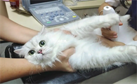 母猫生了小猫后多久可以下次怀孕