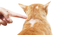 猫猫一块一块掉毛是怎么回事
