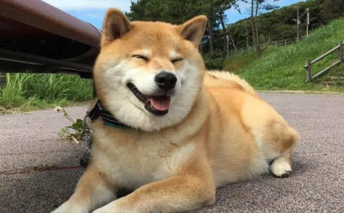 为什么不能养两只柴犬，这里有答案