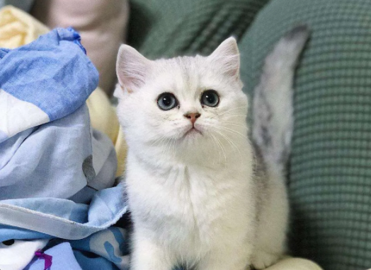 养了三年半的猫了,现在家里三只,巅峰时期十二只 养了三年半的猫了,现在家里三只,巅峰时期十二只