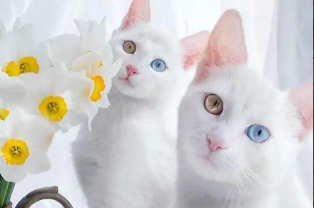 一文告诉你:猫吃了塑料包装纸怎么办? 一文告诉你:猫吃了塑料包装纸怎么办?