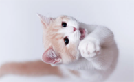 猫咪踩奶是什么意思