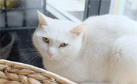 猫咪可以吃芒果吗
