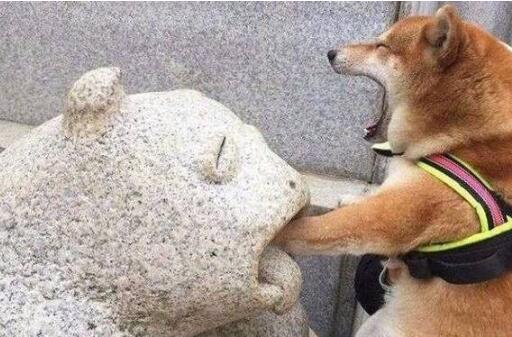 柴犬喜欢的人这么多？是为什么呢？