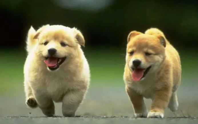 狗狗的眼睛很红什么原因引起的