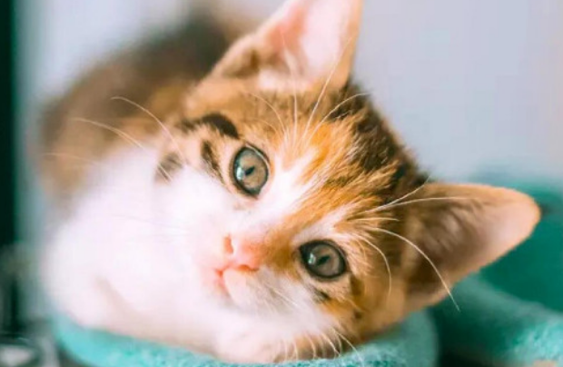 怎样让猫产生好感