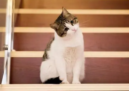 酒精能杀死猫身上的跳蚤吗？