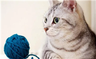 家里有猫可以种栀子花吗