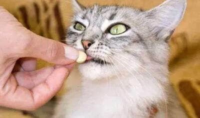 猫咪什么时候做驱虫最合适 猫咪什么时候做驱虫最合适