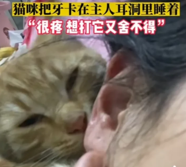 这是真的爱!安徽合肥一女子,家里的小奶猫经常会嘬着她的耳朵玩 这是真的爱!安徽合肥一女子,家里的小奶猫经常会嘬着她的耳朵玩