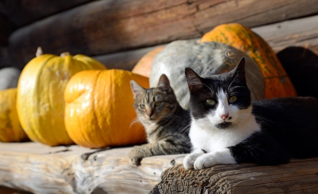 猫咪可以吃南瓜吗 猫咪可以吃南瓜吗