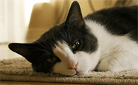 猫咪鼻子有黑色分泌物正常吗