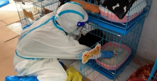 旧仓库变身宠物新家,广州海珠客村管控区滞留宠物有专人照护 旧仓库变身宠物新家,广州海珠客村管控区滞留宠物有专人照护